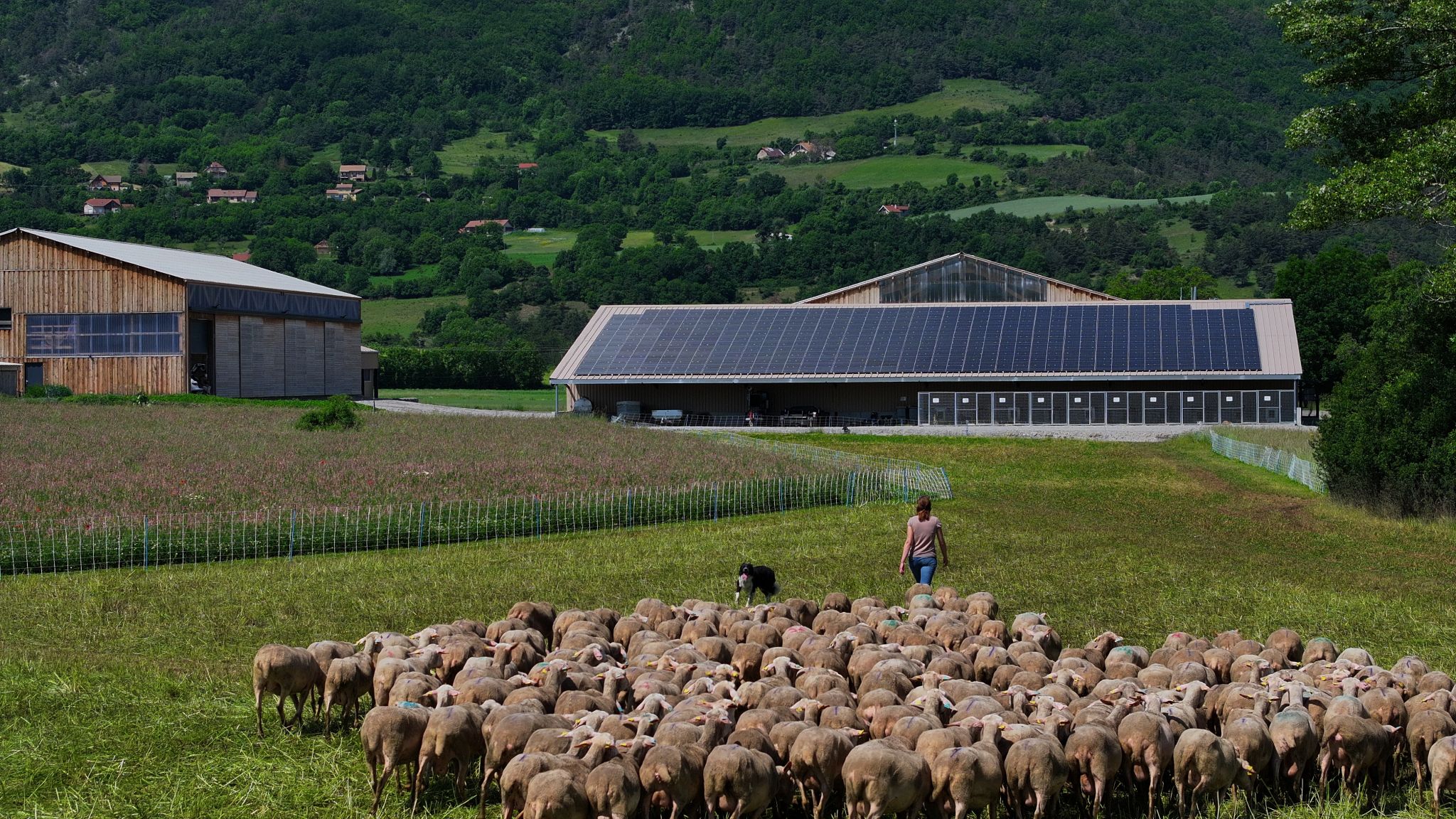 Terre et Lac développe notamment des installations dédiées à l'agrivoltaïsme. ©Terre et Lac