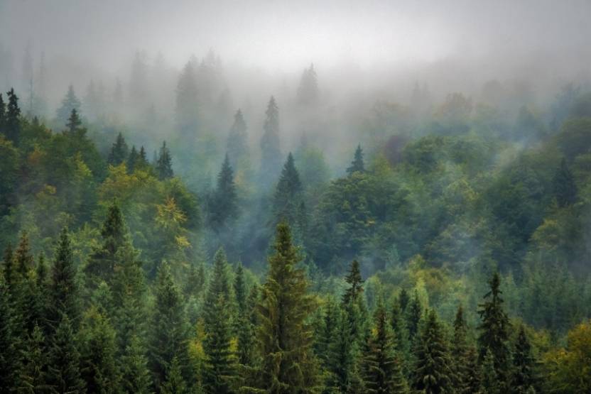 Les forêts fournissent les producteurs d'EnR en biomasse.