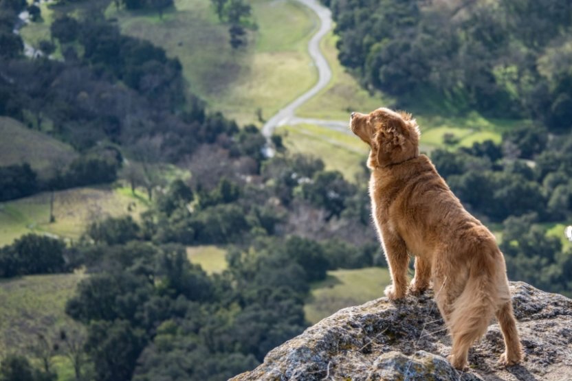 © Pet Meadow / Unsplash © Pet Meadow / Unsplash