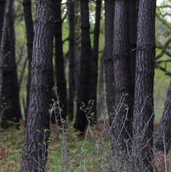 Une forêt pour Groupama dans le Lot-et-Garonne