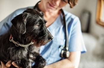 Univet se spécialise dans le soin des animaux domestiques. © Univet